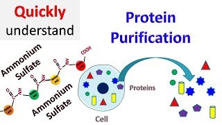 Protein Purification [upl. by Yblocaj]