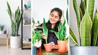 How to grow Snake plant faster Propagate and Care Indoors [upl. by Nerrawed]