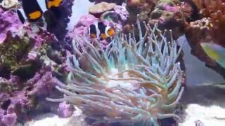 How To Care For Anemones [upl. by Heddy]