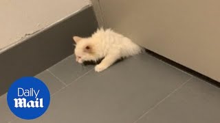 Cat successfully squeezes through gap under door in Illinois [upl. by Nelubez]