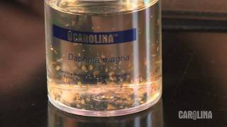 How to Care for Daphnia [upl. by Lorien613]