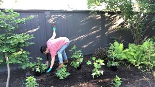 Planting delphiniums [upl. by Retswerb]