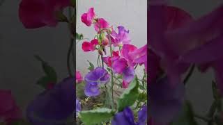 Sweet pea  Lathyrus odoratus [upl. by Aenert]