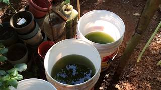 How to grow Green Water Algae [upl. by Ydda527]