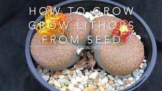 How to Grow Lithops from Seed  How and When to Plant Lithops seedsincludes other Mesembs [upl. by Evangeline]