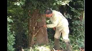 Removing English Ivy without harming trees [upl. by Maxim715]