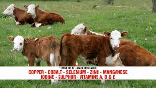 Foot Rot in Beef Cattle Causes Symptoms Treatment  DL Step DVM [upl. by Dnomsed]