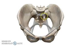 The Bony Pelvis  DrAhmed Farid [upl. by Irot]