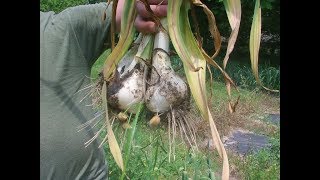 How To Grow Elephant Garlic Corms [upl. by Kcirddor]