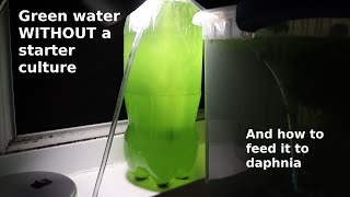 Green Water WITHOUT a Starter Culture  From Scratch  How To [upl. by Anatnas]