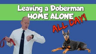 Owning a Doberman and Working Full Time [upl. by Sivrup]