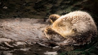 Monterey Bay Aquarium Sea Otter Cam 🦦❤️ [upl. by Cinimmod]