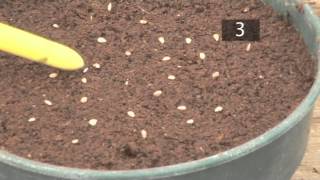 How To Plant Seeds In Pots  Gardening Ideas Tips amp Advice  Homebase [upl. by Notnelc]