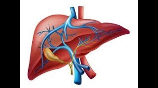 Fisiología del hígado [upl. by Jereme]