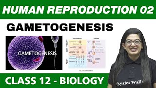 Human Reproduction 02  Gametogenesis  Class 12 NCERT [upl. by Eltsyek]