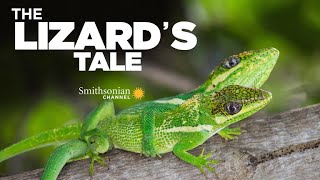 The Lizards Tale 102 Does Evolution Repeat Itself [upl. by Emilee]