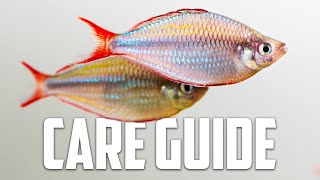 Neon Dwarf Rainbow Care Guide  Aquarium CoOp [upl. by Deutsch851]