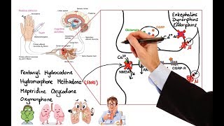 Pharmacology  OPIOIDS MADE EASY [upl. by Enyahs]