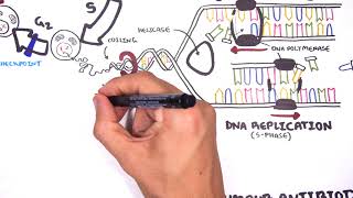 Pharmacology  Chemotherapy agents MOA Alkalating antimetabolites topoisomerase antimitotic [upl. by Waers]