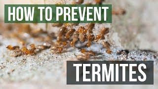 How to Prevent Termites [upl. by Cacie939]