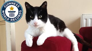 Loudest Purring Cat  Guinness World Records [upl. by Bain165]