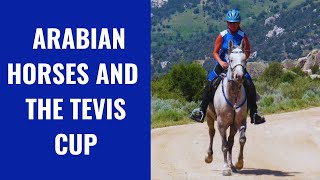 Arabian Horses And The Tevis Cup  Most Difficult Endurance Ride [upl. by Alley359]