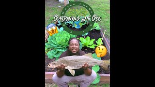 Using fish as natural fertilizer [upl. by Ocir]