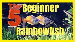 Top Five Beginner Rainbowfish  Excellent Community Fish [upl. by Anneehs]