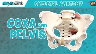 Coxa amp Pelvis Anatomy [upl. by Notsur641]