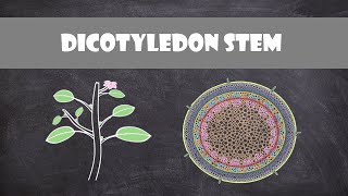 Dicot Stem Structure and Function  Plant Biology [upl. by Hsotnas]