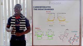 15 Monosaccharide and Disaccharides Biology Form 1 [upl. by Shuma]