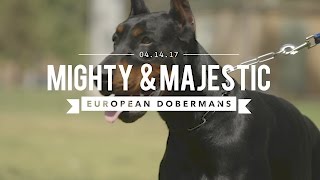 THE EUROPEAN DOBERMAN PINSCHER MIGHTY amp MAJESTIC [upl. by Vinni268]