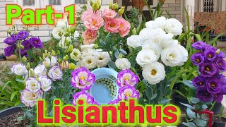 How to grow Lisianthus from seeds Part1 [upl. by Nahoj]