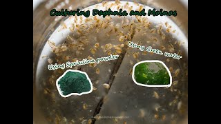 How To Culture Daphnia and Moinas using Green Water Spirulina powder [upl. by Dorene]