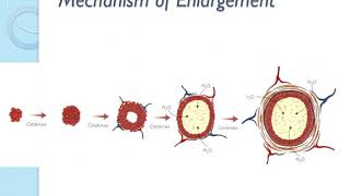 Cyst 1 Odontogenic Cysts [upl. by Ikkin]