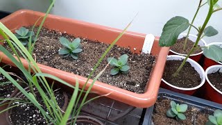 Growing Lisianthus in a SHALLOW pot [upl. by Rickard]