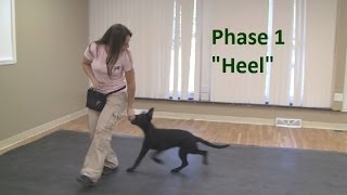 How to Train a Dog to quotHeelquot K91com [upl. by Esir17]