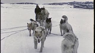 An InuitEskimo family in the Arctic 1959 [upl. by Lokim]