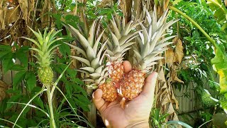 How To Grow Dwarf Pineapple Plant Indoors  Gardening Tips [upl. by Asilegna]