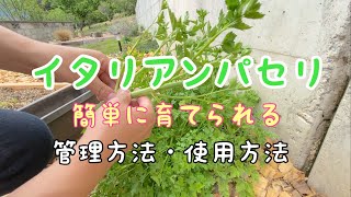 【簡単】イタリアンパセリの管理方法・花芽摘み・使い方 [upl. by Zoara]