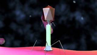 Bacteriophage T4 Virus  3D Animation [upl. by Ellenehc517]