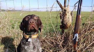 Pheasant Hunting With GSP Puppy [upl. by Annahs257]