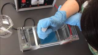 Gel Electrophoresis Lab [upl. by Greer]