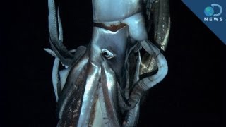 Giant Squid King of the Ocean [upl. by Bach]