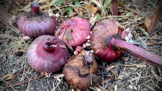 Overwintering Gladiola Bulbs [upl. by Levitus]