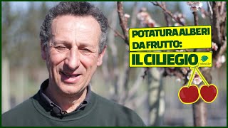 Potatura alberi da frutto IL CILIEGIO🍒 [upl. by Lundberg]