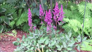 Growing Perennials Astilbe [upl. by Adlitam]