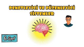 Denetleyici ve Düzenleyici Sistemler  6 Sınıf [upl. by Afatsom]