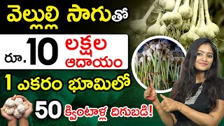 Garlic Farming In Telugu  How To Start a Garlic Farming Garlic Cultivation Process In Telugu [upl. by Lizned]