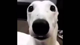 White dog shivering meme 1 HOUR [upl. by Nilved]